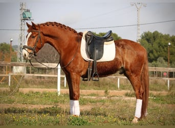 Lusitano, Ogier, 5 lat, 161 cm, Kasztanowata