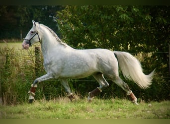 Lusitano, Ogier, 5 lat, 162 cm, Siwa
