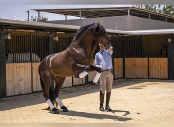 Lusitano, Ogier, 5 lat, 163 cm, Ciemnogniada