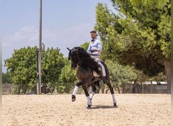 Lusitano, Ogier, 5 lat, 163 cm, Ciemnogniada