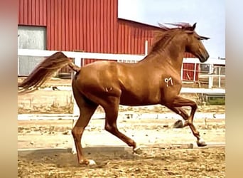 Lusitano, Ogier, 5 lat, 163 cm, Kasztanowata