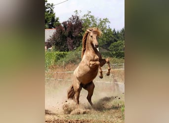 Lusitano, Ogier, 5 lat, 163 cm, Perłowa