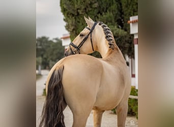 Lusitano, Ogier, 5 lat, 165 cm, Bułana