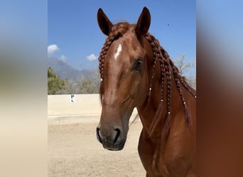 Lusitano, Ogier, 5 lat, 165 cm, Cisawa