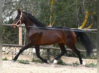Lusitano, Ogier, 5 lat, 165 cm, Gniada