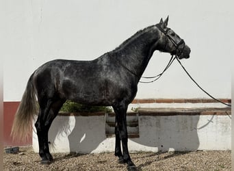 Lusitano, Ogier, 5 lat, 165 cm, Siwa