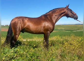 Lusitano, Ogier, 5 lat, 167 cm, Gniada