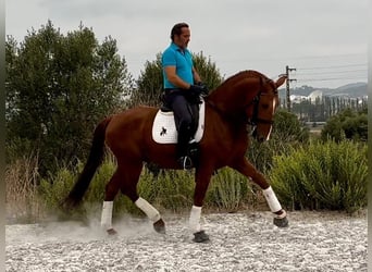 Lusitano, Ogier, 5 lat, 167 cm, Kasztanowata