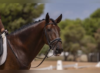 Lusitano, Ogier, 5 lat, 168 cm, Ciemnogniada