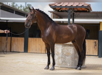 Lusitano, Ogier, 5 lat, 168 cm, Ciemnogniada