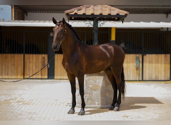 Lusitano, Ogier, 5 lat, 168 cm, Ciemnogniada