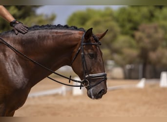 Lusitano, Ogier, 5 lat, 168 cm, Ciemnogniada