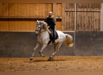 Lusitano, Ogier, 5 lat, 168 cm, Siwa