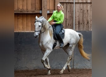 Lusitano, Ogier, 5 lat, 168 cm, Siwa