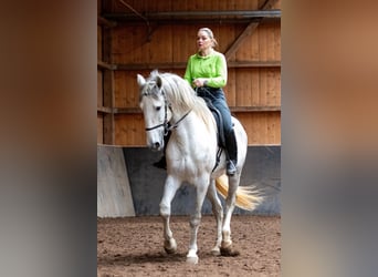 Lusitano, Ogier, 5 lat, 168 cm, Siwa