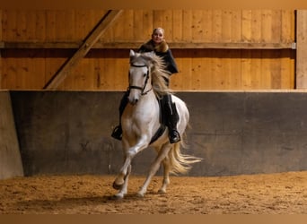 Lusitano, Ogier, 5 lat, 168 cm, Siwa