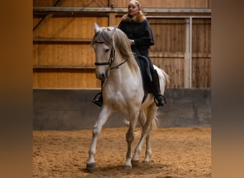 Lusitano, Ogier, 5 lat, 168 cm, Siwa