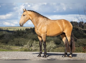Lusitano, Ogier, 5 lat, Bułana