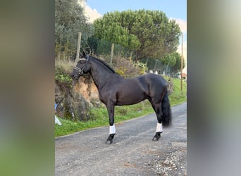 Lusitano, Ogier, 6 lat, 155 cm, Kara