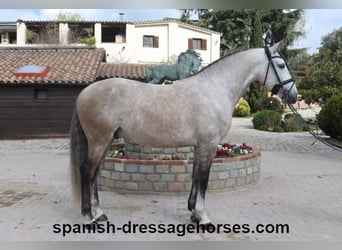 Lusitano, Ogier, 6 lat, 162 cm, Siwa