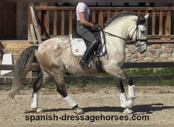 Lusitano, Ogier, 6 lat, 162 cm, Siwa