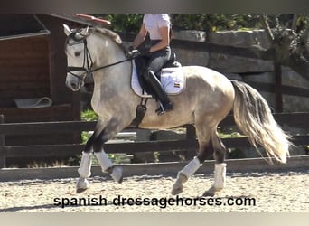 Lusitano, Ogier, 6 lat, 162 cm, Siwa