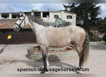 Lusitano, Ogier, 6 lat, 162 cm, Siwa