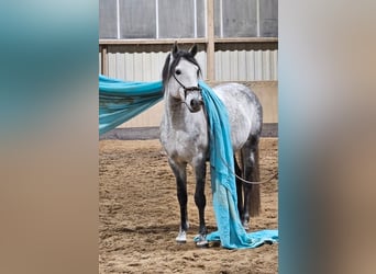 Lusitano, Ogier, 6 lat, 163 cm, Siwa jabłkowita
