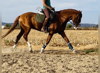 Lusitano, Ogier, 6 lat, 164 cm, Kasztanowata