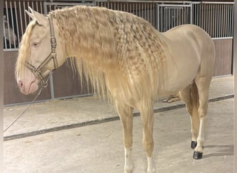 Lusitano, Ogier, 6 lat, 164 cm, Perlino