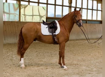 Lusitano, Ogier, 6 lat, 165 cm, Kasztanowata