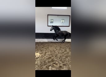 Lusitano, Ogier, 6 lat, 165 cm, Siwa