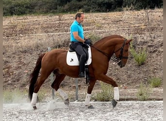 Lusitano, Ogier, 6 lat, 167 cm, Kasztanowata