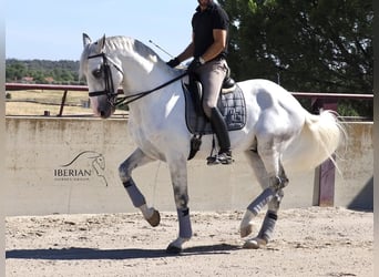 Lusitano, Ogier, 6 lat, 168 cm, Siwa