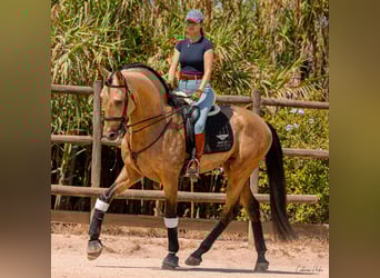 Lusitano, Ogier, 6 lat, 172 cm, Bułana