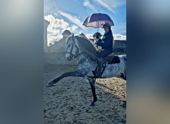 Lusitano, Ogier, 7 lat, 158 cm, Siwa