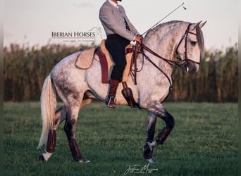 Lusitano, Ogier, 7 lat, 158 cm, Siwa