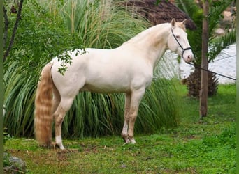 Lusitano, Ogier, 7 lat, 159 cm, Perlino