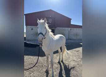 Lusitano, Ogier, 7 lat, 160 cm, Cremello