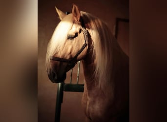 Lusitano Mix, Ogier, 7 lat, 160 cm, Izabelowata