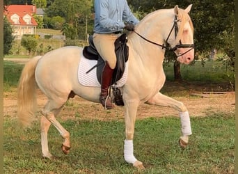 Lusitano, Ogier, 7 lat, 160 cm, Perlino