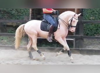 Lusitano, Ogier, 7 lat, 160 cm, Perlino