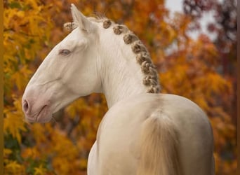 Lusitano, Ogier, 7 lat, 160 cm, Perlino