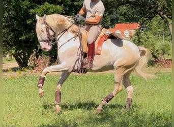 Lusitano, Ogier, 7 lat, 160 cm, Perlino