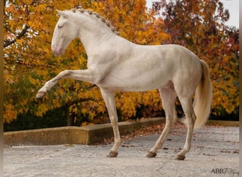 Lusitano, Ogier, 7 lat, 160 cm, Perlino