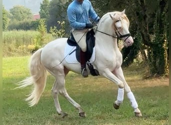 Lusitano, Ogier, 7 lat, 160 cm, Perlino