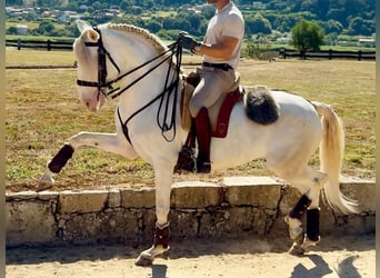Lusitano, Ogier, 7 lat, 160 cm, Perlino