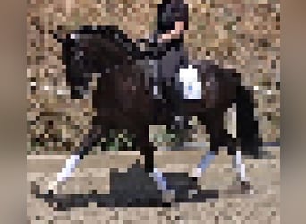 Lusitano, Ogier, 7 lat, 163 cm, Ciemnogniada