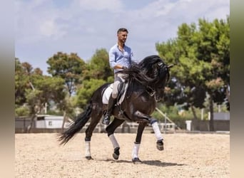 Lusitano, Ogier, 7 lat, 163 cm, Ciemnogniada