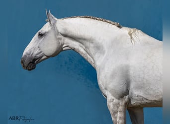 Lusitano, Ogier, 7 lat, 164 cm, Siwa